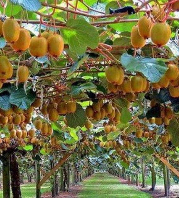 किवीको बिरुवा बिक्री गरेर वार्षिक पाँच लाख आम्दानी