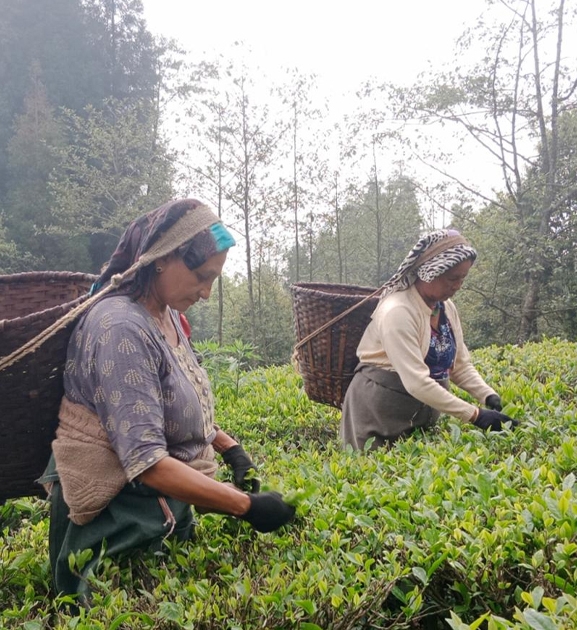 भारतले नेपाली चियामा कडाइ गरेपछि बन्द हुँदै चिया उद्योग, समस्यामा किसान