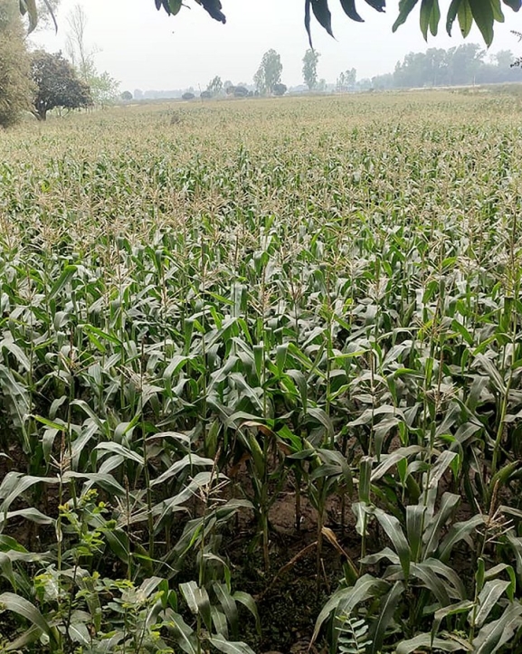 ‘हाइब्रिड’ मकै नपाउँदा किसान विदेशी बीउ प्रयोग गर्न बाध्य
