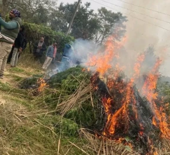 सिरहामा गाँजा खेती फँडानी