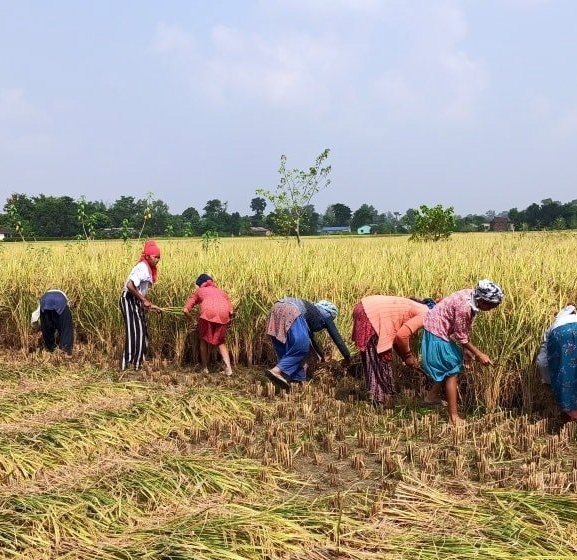 धानबाली नकाट्न किसानलाई आग्रह