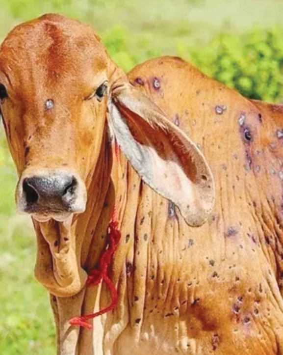 मेचीनगरमा ‘अफ्रिकन स्वाइन फ्लू’ र ‘लम्पी स्किन’को सङ्क्रमण पुष्टि 