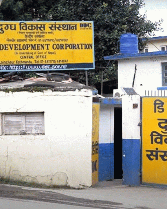 डीडीसीले दुध आपूर्तिकर्तालाई अनिवार्य नवीकरणको समय तोक्यो, साउनभित्र सम्पर्क गर्न आग्रह