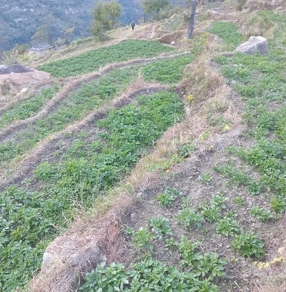 म्याग्दीमा आलु प्रवर्द्धन कार्यक्रम : आठ सय रोपनीमा हिउँदे आलुखेती विस्तार
