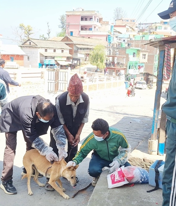 सल्यानमा कुकुरलाई रेबिजविरुद्ध खोप अभियान