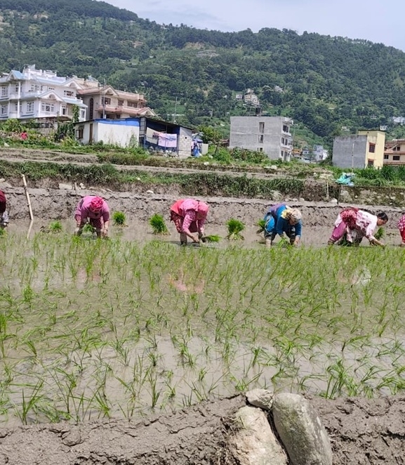 देशभर धान रोपाइँको गति सुस्त, हालसम्म ४५ प्रतिशत मात्र सम्पन्न