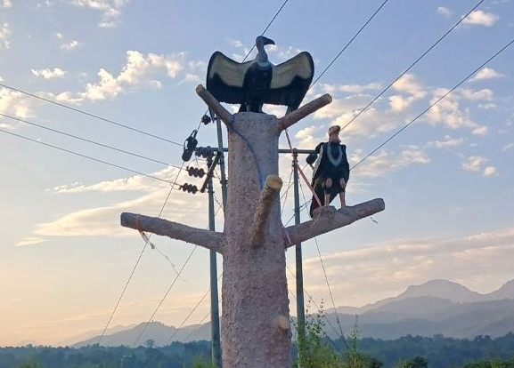 आहार व्यवस्थापनले गिद्धको संख्या बढ्दै