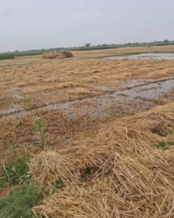 बेमौसमी वर्षाका कारण किसानलाई मर्का
