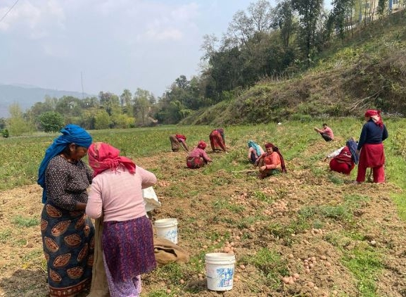 पाल्पाका किसान आलु थन्क्याउन व्यस्त