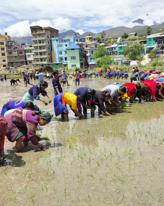 चन्दननाथ मन्दिरको सेरा खेतमा परम्परागत मार्सी धान रोपाइँ सम्पन्न