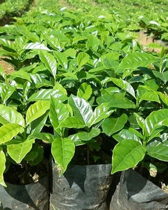 गुल्मीमा कफीको बिरुवाको माग बढ्दो