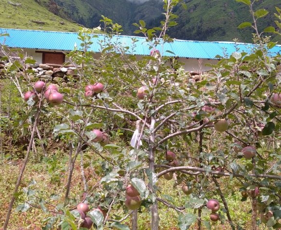 जुम्लामा उच्च घनत्वको स्याउखेती बढ्दो