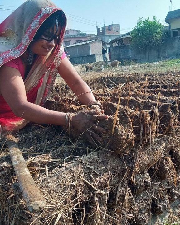 बर्खायामको इन्धन ‘गुइँठा’ को जोहो हिउँदमै