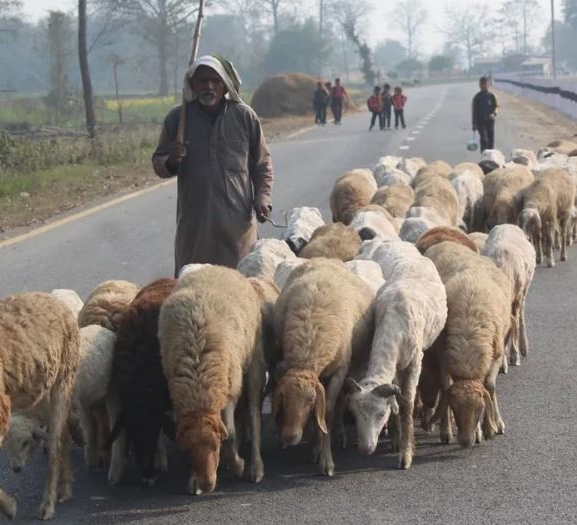 बिक्री भएन ऊन, विस्थापित हुने जोखिममा ‘भेडिहार’