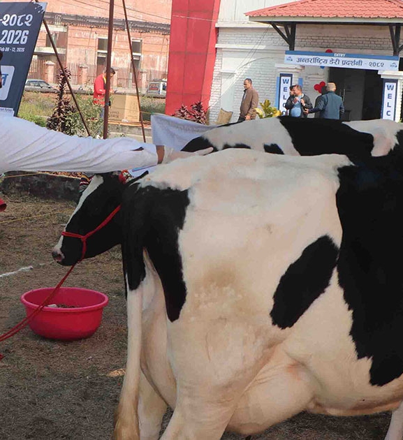 राष्ट्रिय गाई प्रदर्शनीमा कामना कृषि फर्मको गाई सर्वोत्कृष्ट