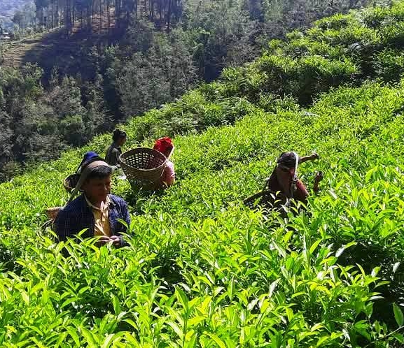 रेशमा चियाको व्यावसायिक उत्पादन सुरु