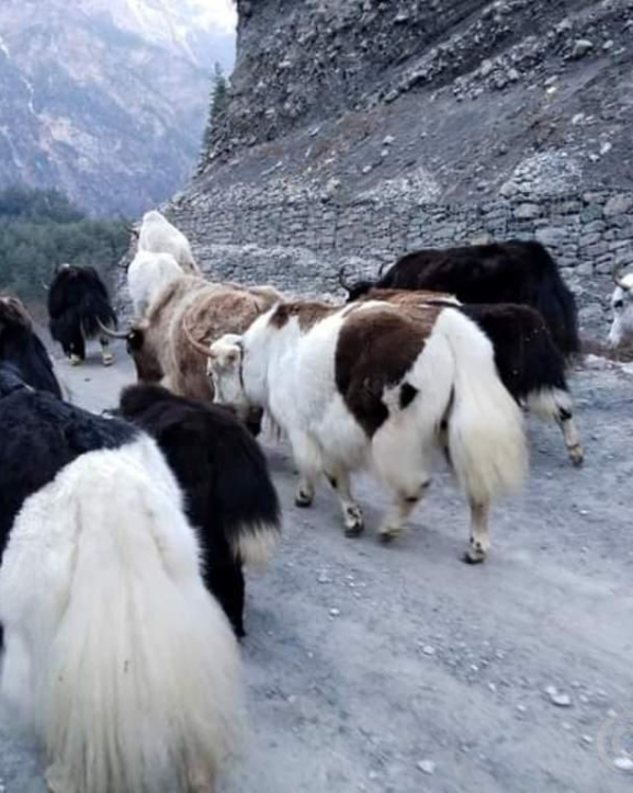 नयाँ वर्षको अवसरमा चारतारेमा चौँरी महोत्सव