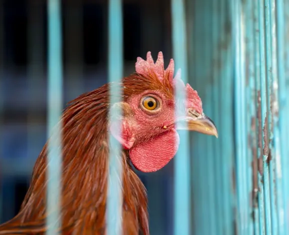 बर्ड फ्लूको जोखिम देखिएपछि भारतीय सीमामा उच्च सर्तकता