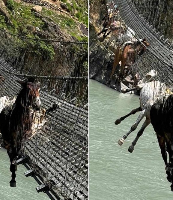 कर्णालीमा झोलुंगे पुलको लठ्ठा चुँडिदा १४ वटा खच्चड फसे