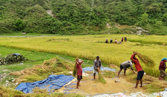 चैते धान थन्क्याउने चटारोमा किसान