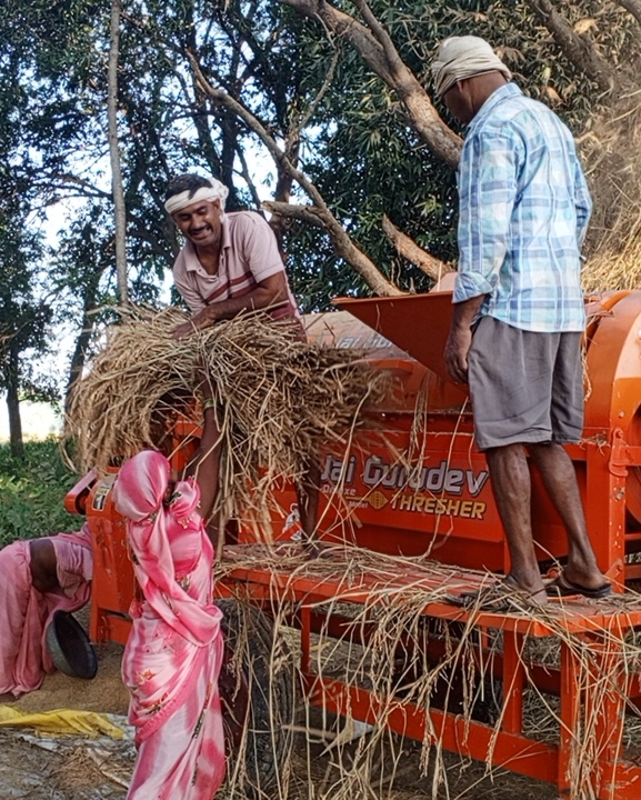 धान दाइँमा आधुनिक थ्रेसरको प्रयोग बढ्दै