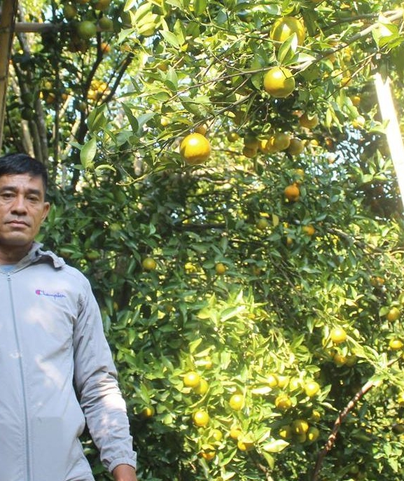 धान फल्ने खेतमा लगाएको सुन्तलाबाट १० लाख आम्दानी
