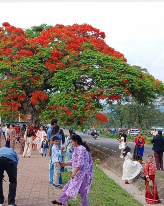ढकमक्क फुलेका गुलमोहरले पर्यटकलाई लोभ्यायो