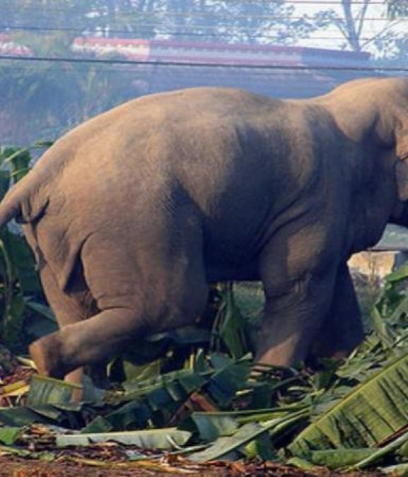 झापाका ५२५ जना वन्यजन्तु पीडित राहतकाे पर्खाइमा