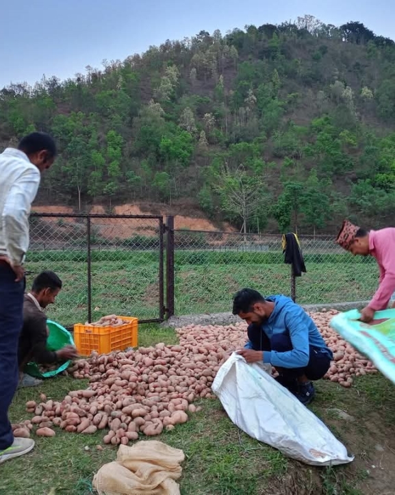 आलु बेचेर राजश्व उठाउँदै छत्रदेव गाउँपालिका