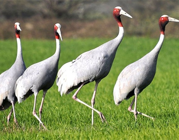 सारसको सङ्ख्या बर्सेनि घट्दो