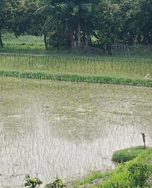 सिरहामा ८० प्रतिशत धान रोपाइँ, पम्पसेटको प्रयोग बढ्दो