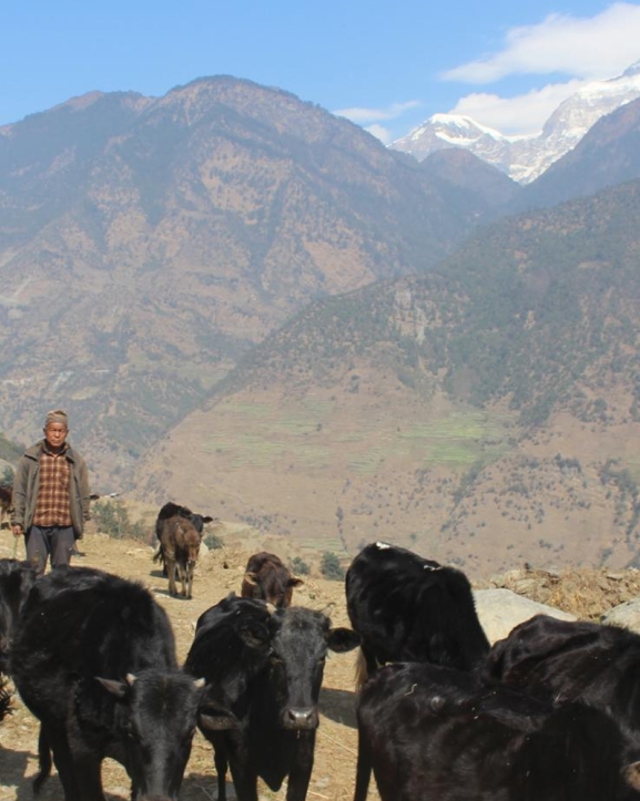 गाउँका बुढापाकाले मात्र धानेका घुम्ती गोठको परम्परा