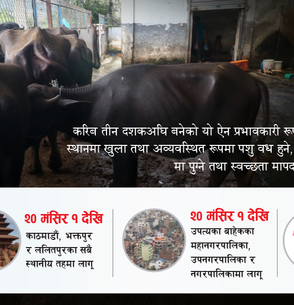 अब मासुको परीक्षण अनिवार्य, देशभर व्यवस्थित पशु वधशाला