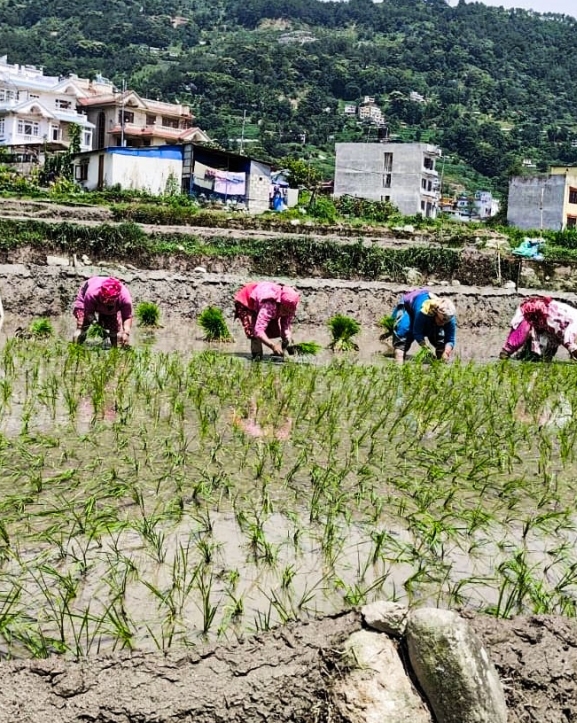 क्षेत्रफल घट्दै, धान उत्पादन बढ्दै