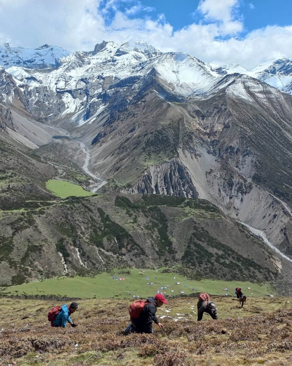 छेकम्पारका बासिन्दा यार्सागुम्बा सङ्कलन गर्न छेके र बाजु लेकतिर