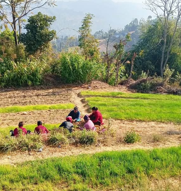 सामूहिक खेतीबाट मनग्य आम्दानी गर्दै भूमिकास्थान नगरपालिका