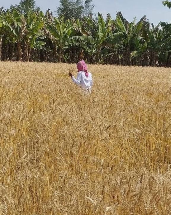 गहुँको मूल्यमा गिरावट, समर्थन मूल्य तोक्न किसानको आग्रह
