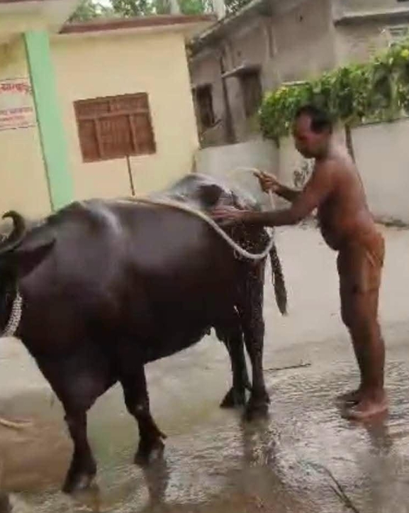 वडा कार्यालयमै भैंसी बाँध्न थालेपछि स्थानीय आक्रोशित