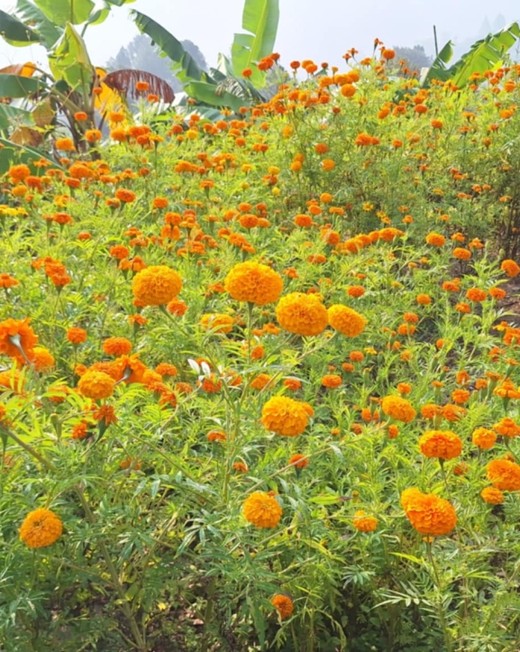 फूलको महत्व