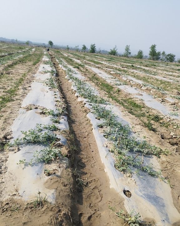 विदेशबाट फर्केर बगरमा तरभुजाखेती