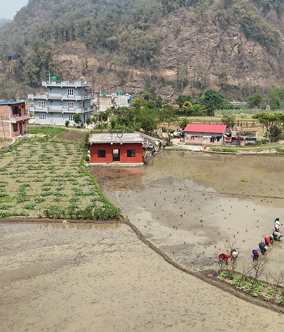 चैते धानखेतीमा किसानलाई आकर्षित गर्न अनुदान