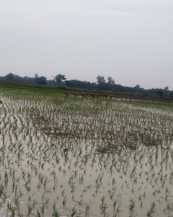 पर्सामा धान रोपाइँसँगै मल अभाव, किसान महँगोमा भारतीय बजार धाउन बाध्य