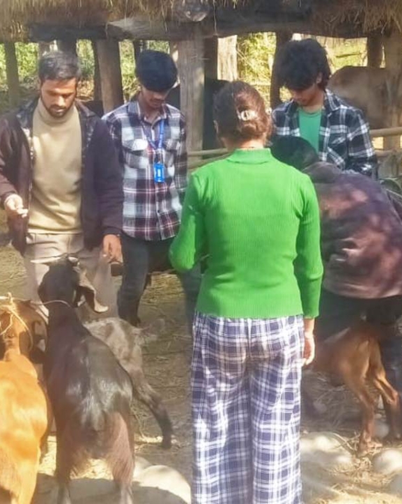 नौ हजार बढी बाख्रालाई पिपिआरविरुद्धको खोप