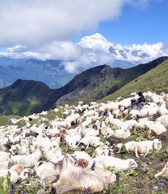 अज्ञात रोगले २३ भेडा मरेपछि हिमाका किसान चिन्तामा