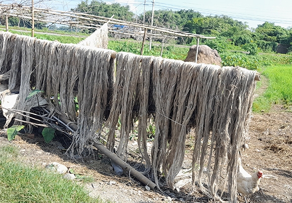 मोरङमा लगानी अनुसार जुटले मुल्य पाएन