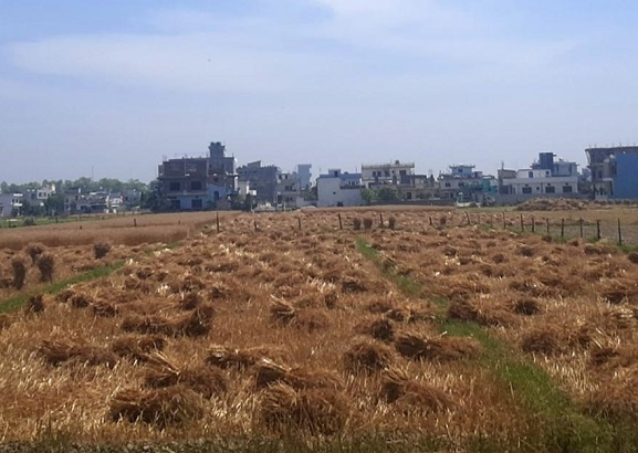 कैलालीका किसानलाई गहुँबाली भित्र्याउने चटारो