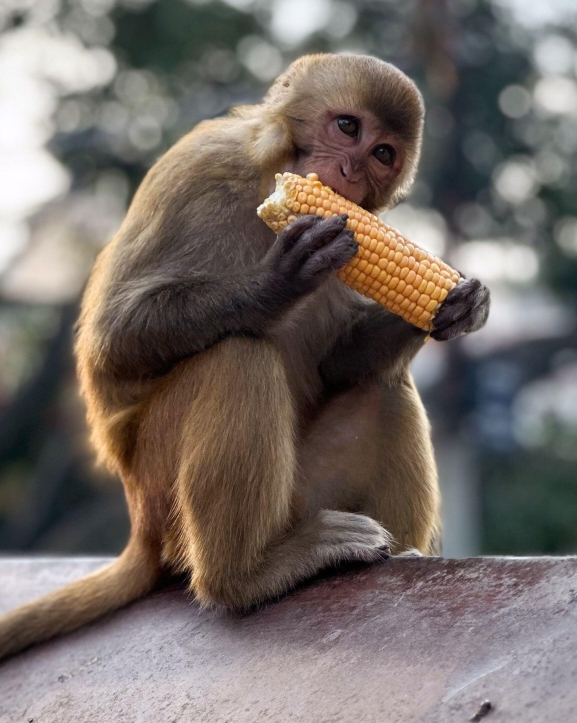 बाँदर उपद्रोको डरलाग्दो रूप
