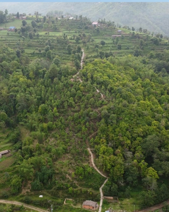 भोजपुरको वाक्चाखामा ‘जाल्पादेवी गुराँस पदमार्ग’ निर्माण