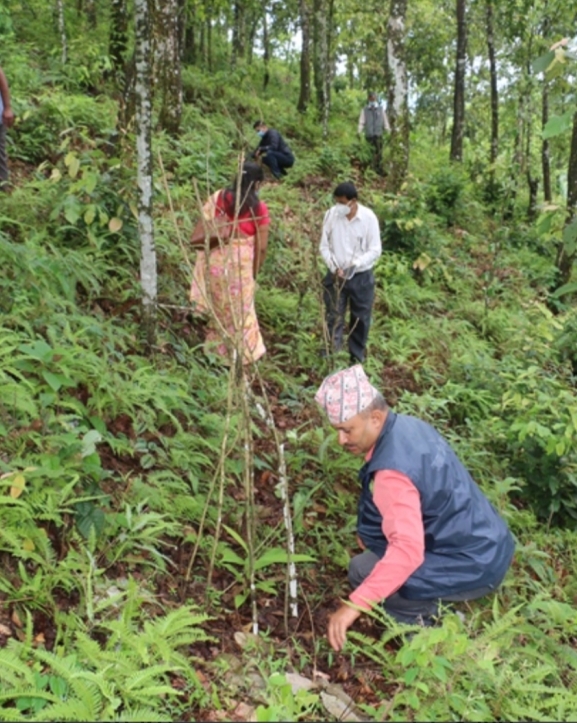 सामुदायिक वनमा गरिएको चियाखेतीले फेरियो दैनिकी