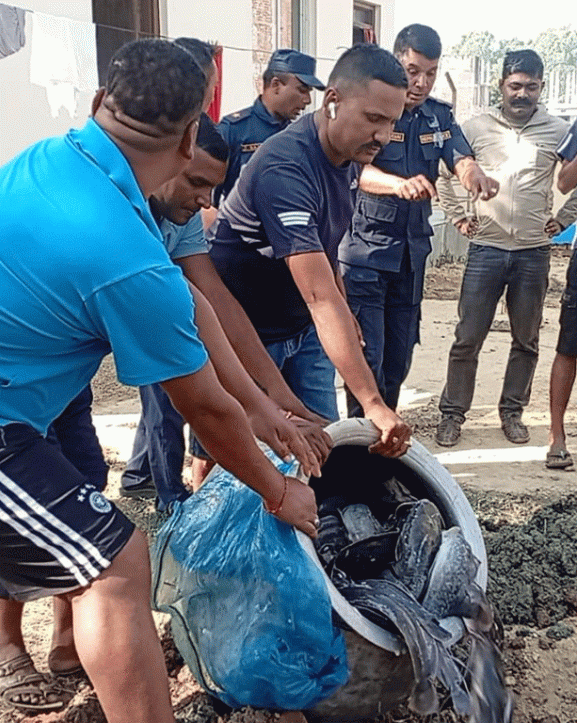 प्रतिबन्धित मुङ्ग्री माछा नष्ट